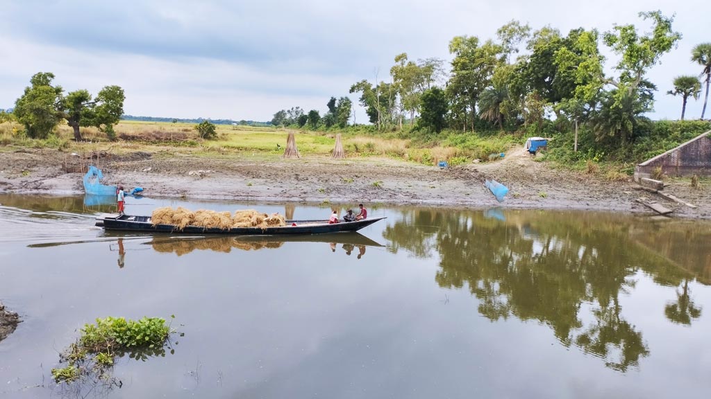 জমি থেকে আমন ধান কাটার পর সেগুলো নৌকায় বাড়িতে নিয়ে যাচ্ছেন এক কৃষক। চটমোহর উপজেলার মূলগ্রাম ইউনিয়নের সাঙ্গিকিভাঙ্গা বিল, পাবনা, ১৮ নভেম্বর ২০২৩। ছবি: শুভাশীষ ভট্টাচার্য্য