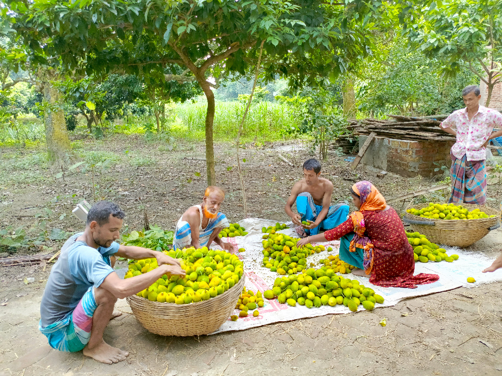 কাঁকরোল চাষ করেছেন মজনু মিয়া নামের এক কৃষক। খেত থেকে সে কাঁকরোল উঠিয়ে বাড়ির আঙিনায় জমা করেছেন। এখন এগুলো বিক্রির জন্য হাটে নেওয়ার আগে পরিবারের সদস্যদের নিয়ে বাছাই করছেন। রায়পুরার মরজাল ইউনিয়নের ধুকুন্দিরচর গ্রাম, নরসিংদী, ২৭ সেপ্টেম্বর ২০২৩। ছবি: হারুনূর রশিদ