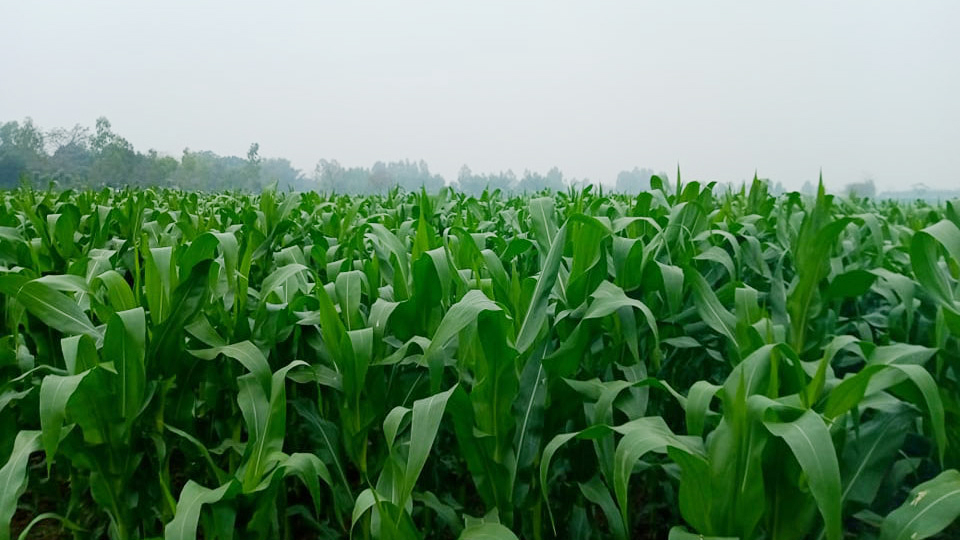 ভুট্টার ভালো ফলনের আশা