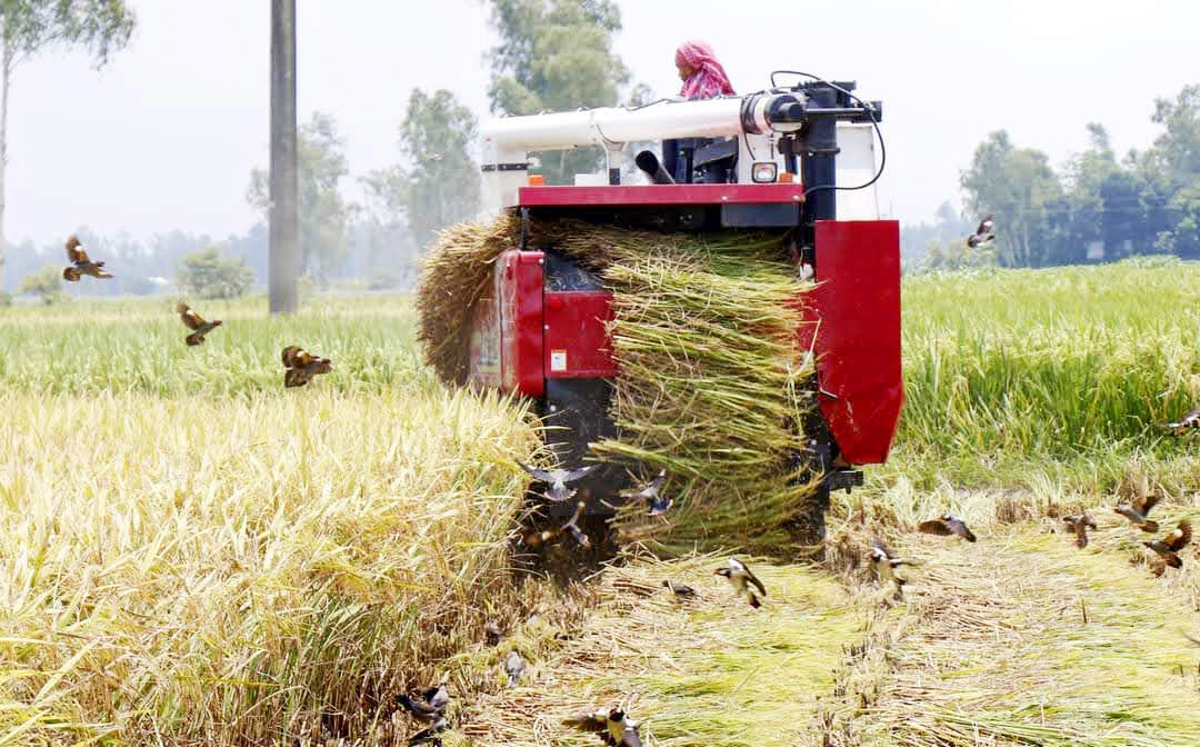 কয়েক বছর আগেও হালের বলদ, লাঙল-জোয়ালই ছিল কৃষকের চাষাবাদের মূল উপাদান। আধুনিক প্রযুক্তির উৎকর্ষতায় নতুন যন্ত্রপাতির ব্যবহারে দেশের কৃষি খাতে এসেছে বৈপ্লবিক পরিবর্তন। কম্বাইন্ড হারভেস্টর দিয়ে একই সঙ্গে ধান কাটা, মাড়াই ও বস্তায় ভরা যায় স্বয়ংক্রিয়ভাবে। এই যন্ত্র দিয়ে ধান কাটছেন কৃষক, ছিটিয়ে পড়া ধান খেতে ভিড় করছে পাখিরা। ঘিওর নদীর উত্তর পাড়, মানিকগঞ্জ, ২৪ অক্টোবর ২০২৩। ছবি: আব্দুর রাজ্জাক