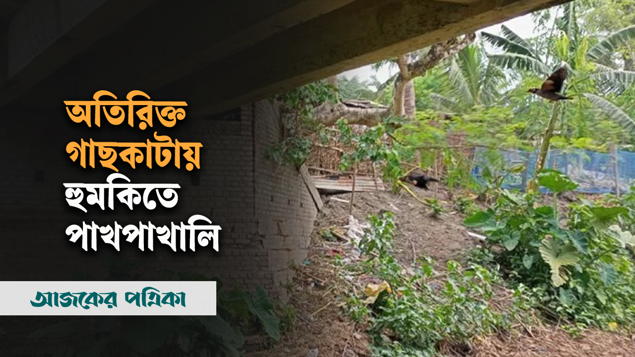 কাটা পড়ছে গাছ, নিরাপদ আশ্রয় হারাচ্ছে পাখি