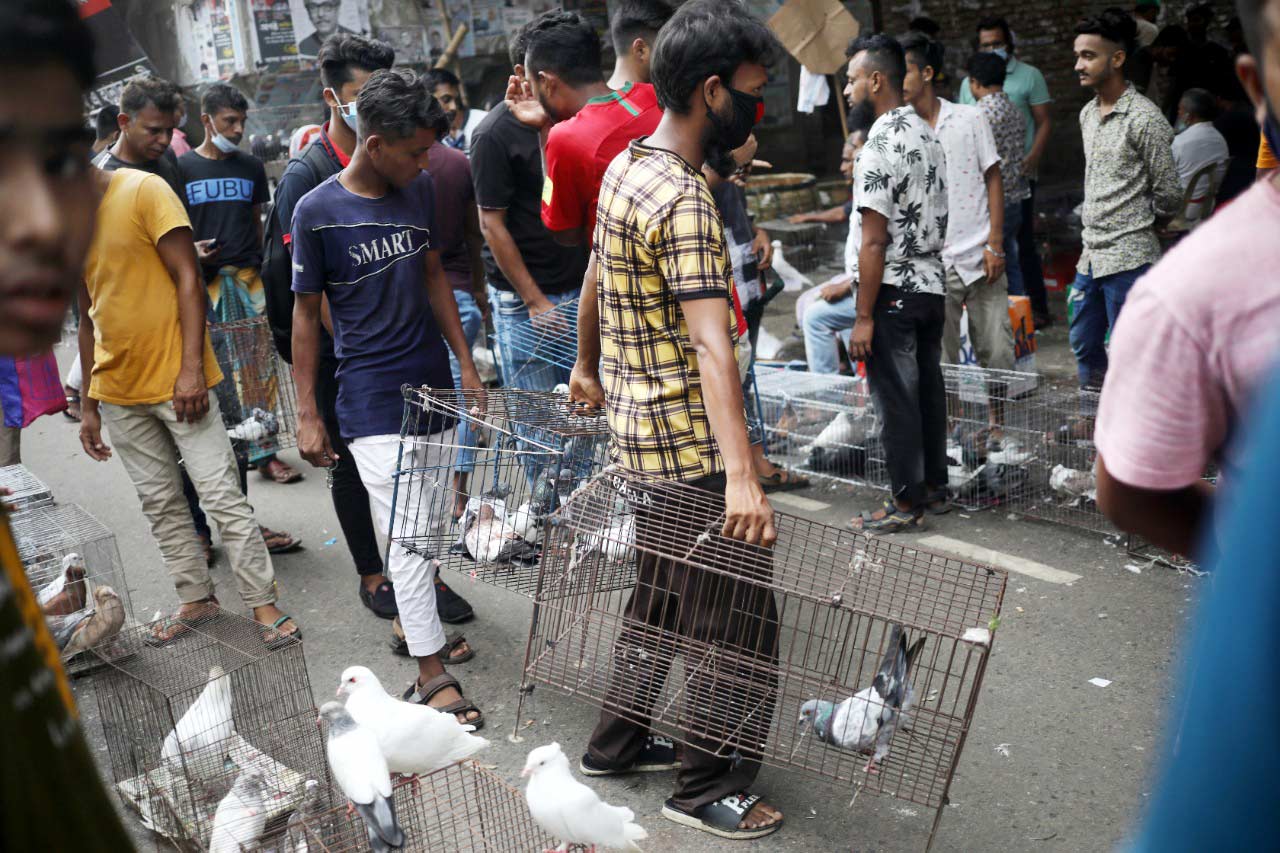 খাঁচায়-বন্দি-শখের-কবুতর