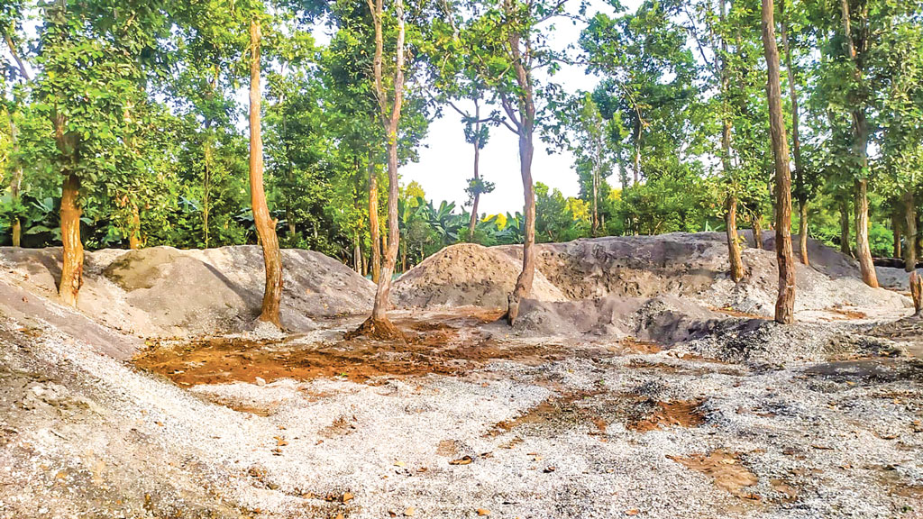 মধুপুর শালবন: কৌশলে গজারিগাছ হত্যা