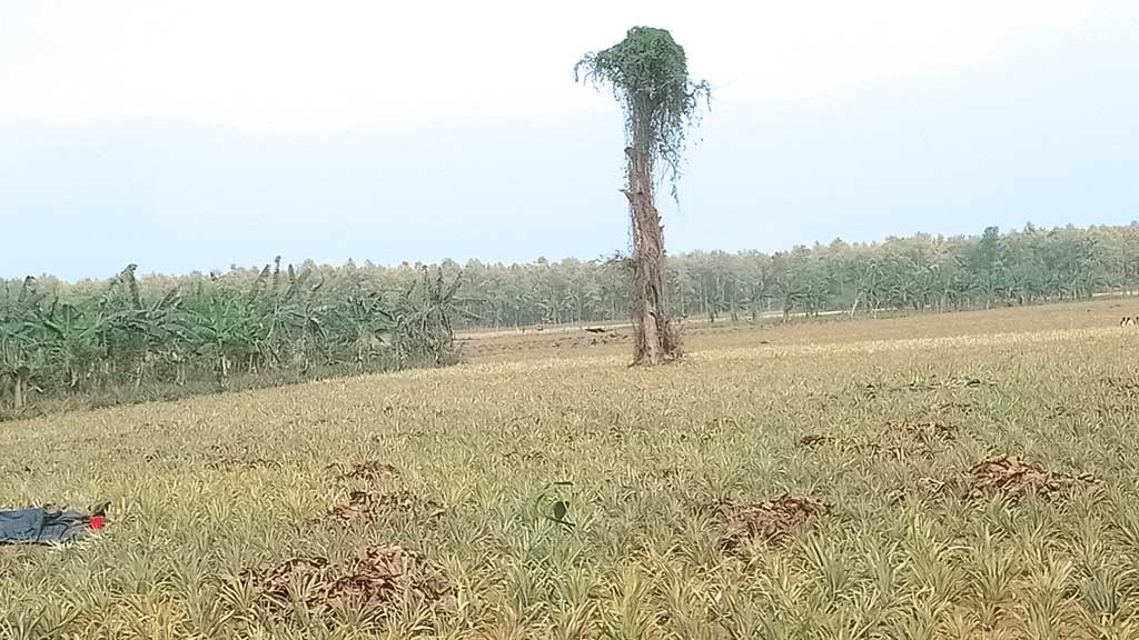 ‘অপরিকল্পিত’ বাগান ঝুঁকিতে জীববৈচিত্র্য