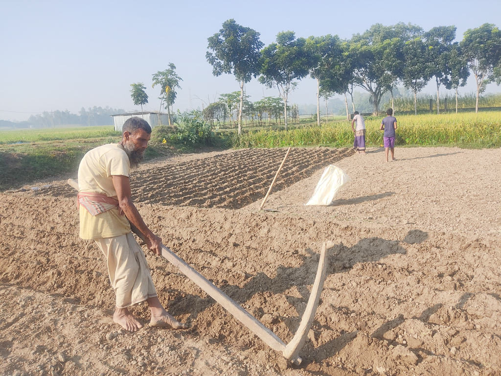 কার্তিক-অগ্রহায়ণ ঋতুচক্রে হেমন্তকাল। তাই কার্তিক মাসের শুরুতেই শীতকালীন ফসলের জন্য উপযুক্ত সময়। আলু চাষের জন্য জমি প্রস্তুত করতে দেখা যাচ্ছে কৃষকদের। কামারখন্দ উপজেলার রায়দৌলতপুর ইউনিয়ন, সিরাজগঞ্জ, ৬ নভেম্বর ২০২৩। ছবি: আব্দুল্লাহ আল মারুফ