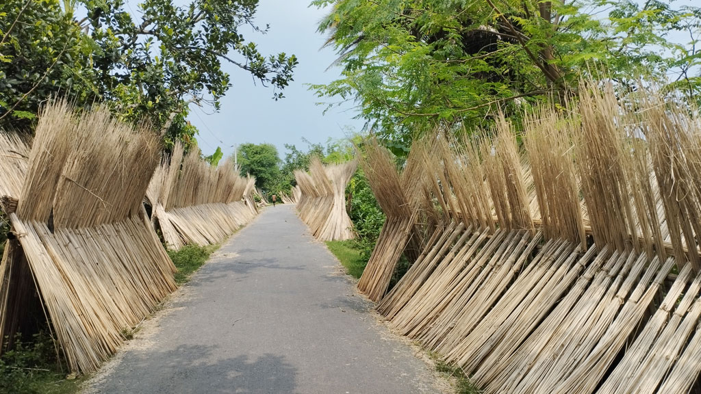 পাটকাঠি থেকে ছাড়ানোর হয়েছে আঁশ। সেগুলো রাস্তার দুপাশে বাঁশ বেঁধে রোদে শুকানো হচ্ছে। চাটমোহর উপজেলার ডিবিগ্রাম ইউনিয়ন বালুদিয়ার গ্রাম, পাবনা, ৭ অক্টোবর ২০২৪। ছবি: শুভাশীষ ভট্টাচার্য্য তুষার