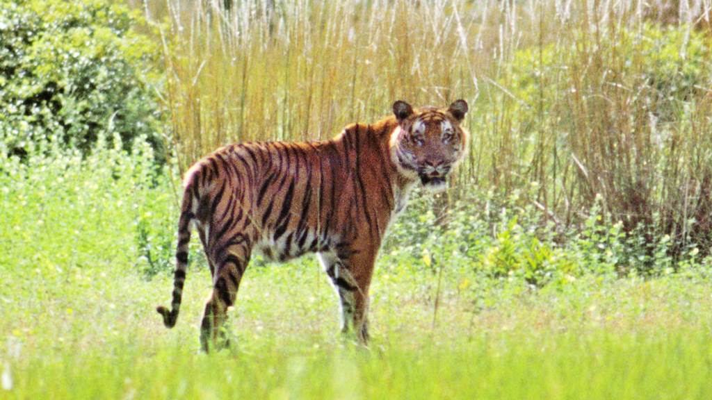 বাঘ দেখবেন যেসব জঙ্গলে