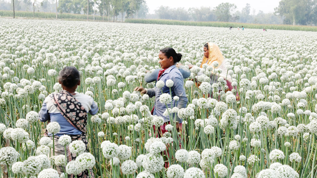 ৭ কোটি টাকার পেঁয়াজ বীজ বিক্রির আশা চাড়োল গ্রামের চাষিদের