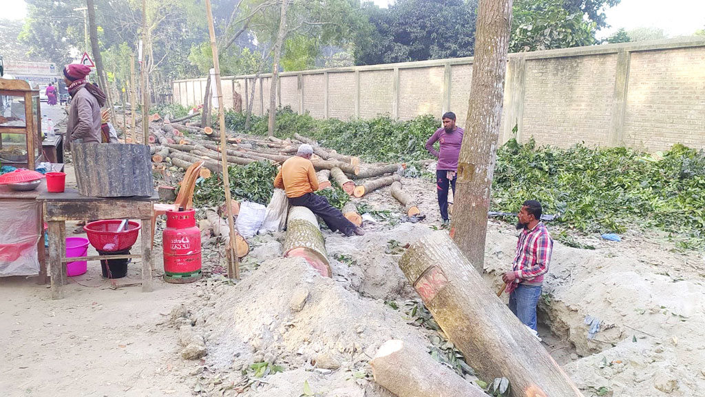 অবৈধভাবে কাটা হলো সড়কের শতাধিক গাছ