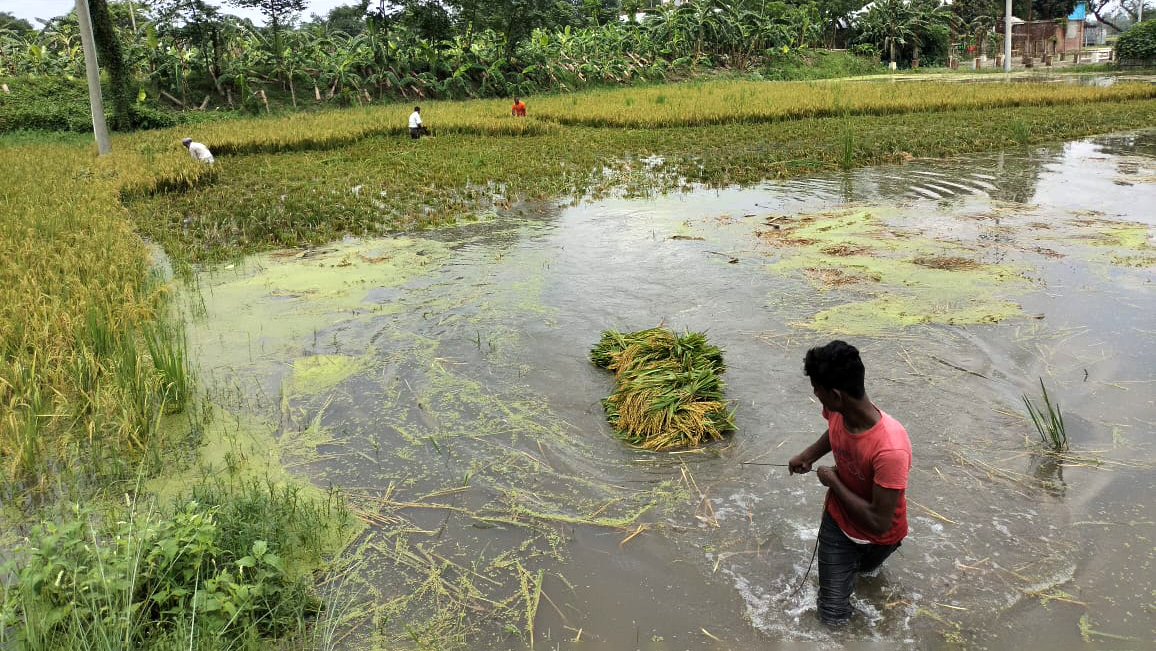 ‘কষ্টের ধান পানিত ডুবি পচি যাওছে’ 