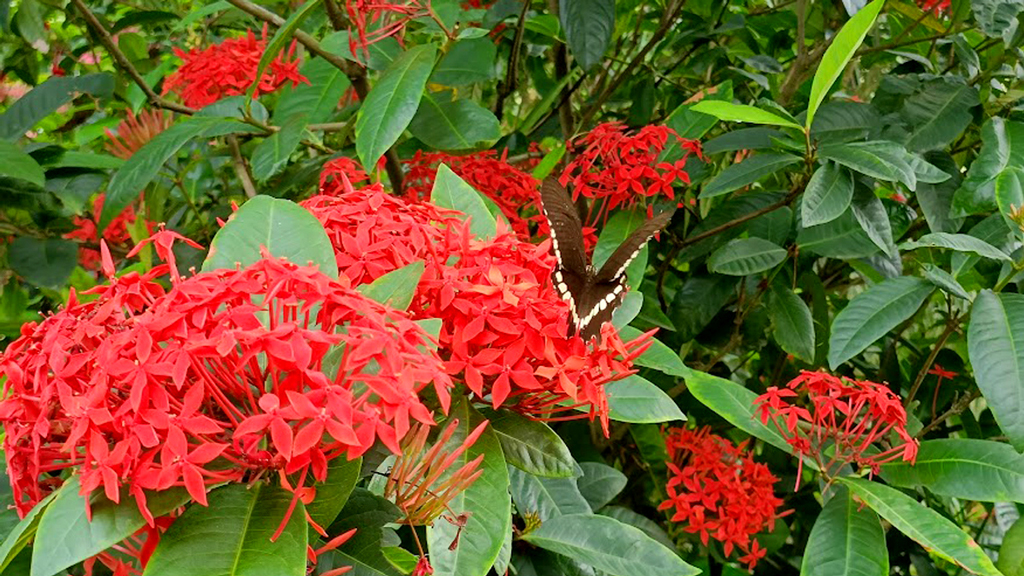 উড়ে উড়ে বিভিন্ন ফুল থেকে মধু খায় প্রজাপতিরা। লাল রঙ্গন ফুলের ওপর বর্ণিল পাখা মেলে বসে আছে এক প্রজাপতি। যেন এক ফুলের ওপর আরেক ফুল। ঘিওরের মাইলাঘী এলাকা, মানিকগঞ্জ, ১৭ আগস্ট। ছবি: আব্দুর রাজ্জাক