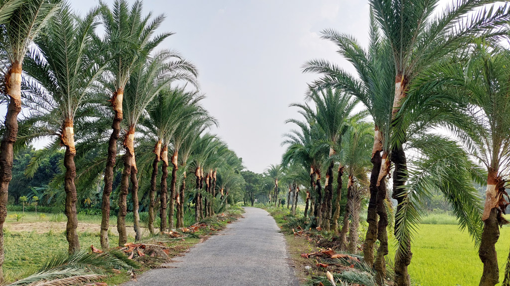 পাটকেলঘাটায় গাছিদের রস সংগ্রহের প্রস্তুতি