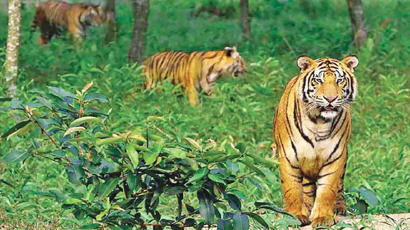 করোনায় সুন্দরবনে বাঘ বেড়েছে