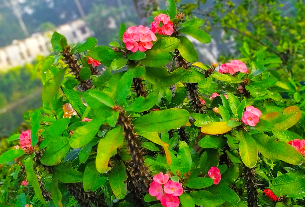 ভোরে এক পশলা বৃষ্টি হয়ে গেছে। এতে ফুল ও পাতার ওপর পানির ফোঁটা জমে চমৎকার এক দৃশ্যের জন্ম দিয়েছে। ঘিওরের বানিয়াজুরী এলাকা, মানিকগঞ্জ, ৩ সেপ্টেম্বর। ছবি: আব্দুর রাজ্জাক