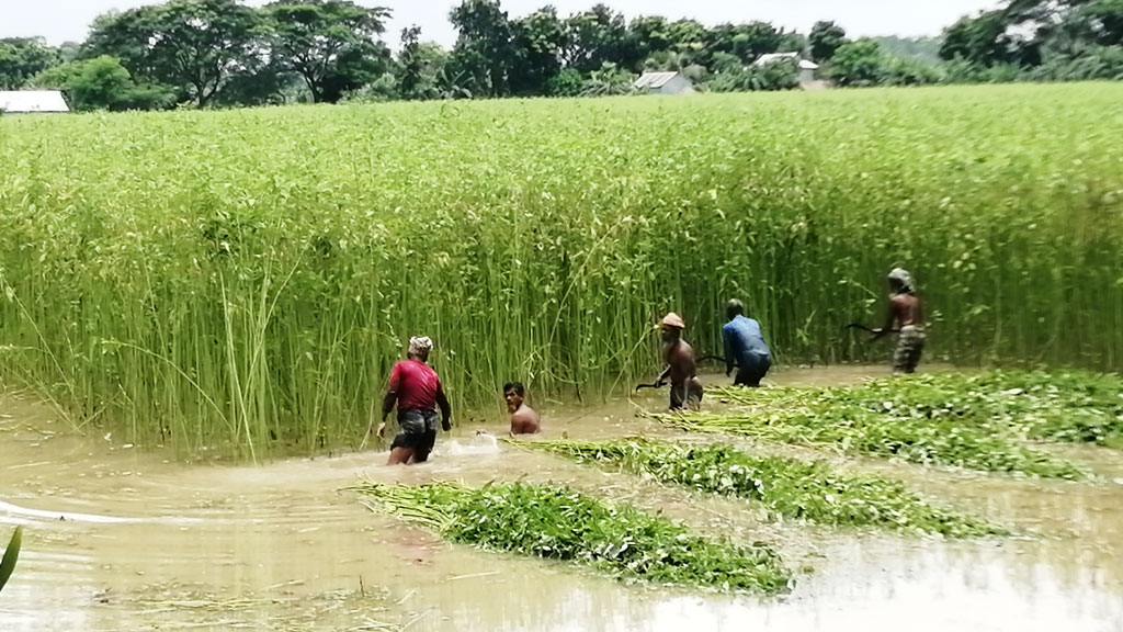 শিবচরে আগাম বৃষ্টিতে ক্ষতিগ্রস্ত পাটের আবাদ, কম ফলনের আশঙ্কা 