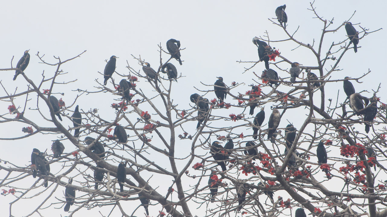 পাখির আশ্রয়কেন্দ্র কাঞ্চনদিঘি