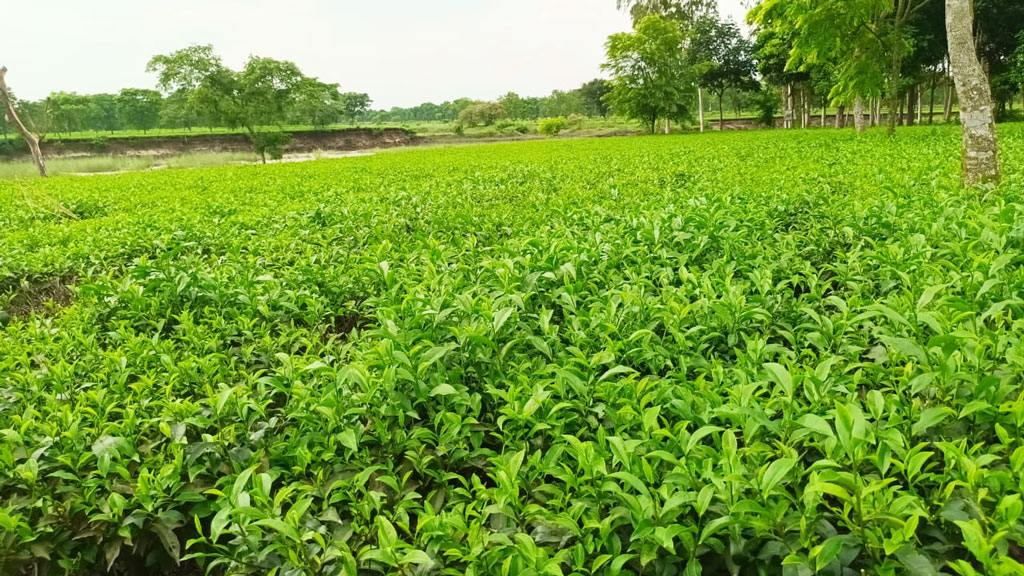 পিছিয়ে থাকা ঠাকুরগাঁও এখন উন্নয়নের জনপদ