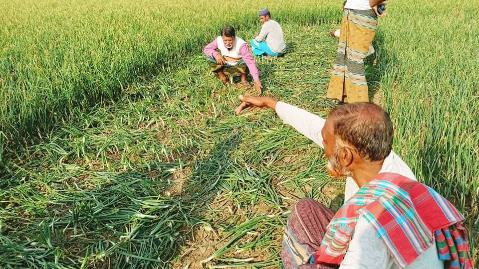 পেঁয়াজগাছের সঙ্গে শত্রুতা