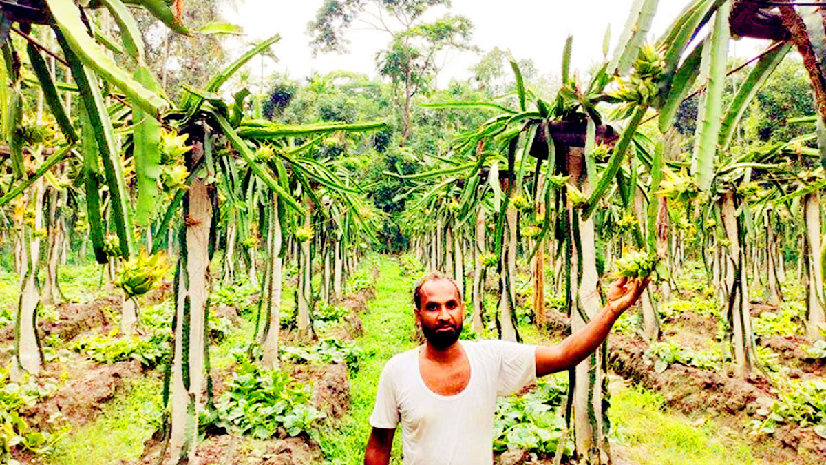 ড্রাগনের ভালো ফলনে চাষির মুখে ফুটল হাসি