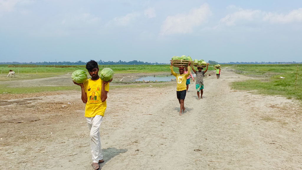 চরাঞ্চলের বিস্তীর্ণ এলাকায় বাঙ্গি চাষ হয়েছে। বাঙ্গি গাছের লতা পাতা, ফুলে-ফলে ছেয়ে গেছে মাঠ। পরিপক্ব বাঙ্গি খেত থেকে সংগ্রহ করে ভালো দামে বিক্রির জন্য হাটে নিয়ে যাচ্ছেন চাষিরা। রায়পুরার বাঁশগাড়ী এলাকা থেকে তোলা, নরসিংদী, ২৫ মার্চ ২০২৪। ছবি: হারুনূর রশিদ