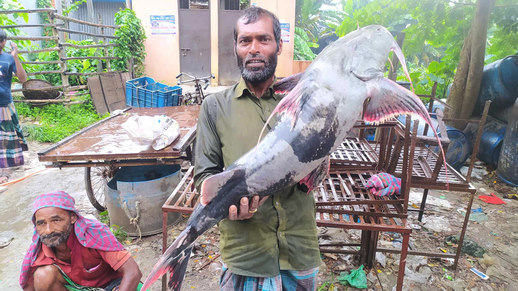 হরিরামপুরে পদ্মায় ধরা পড়ল ২৫ কেজির বাগাড়, ৩০ হাজার টাকায় বিক্রি