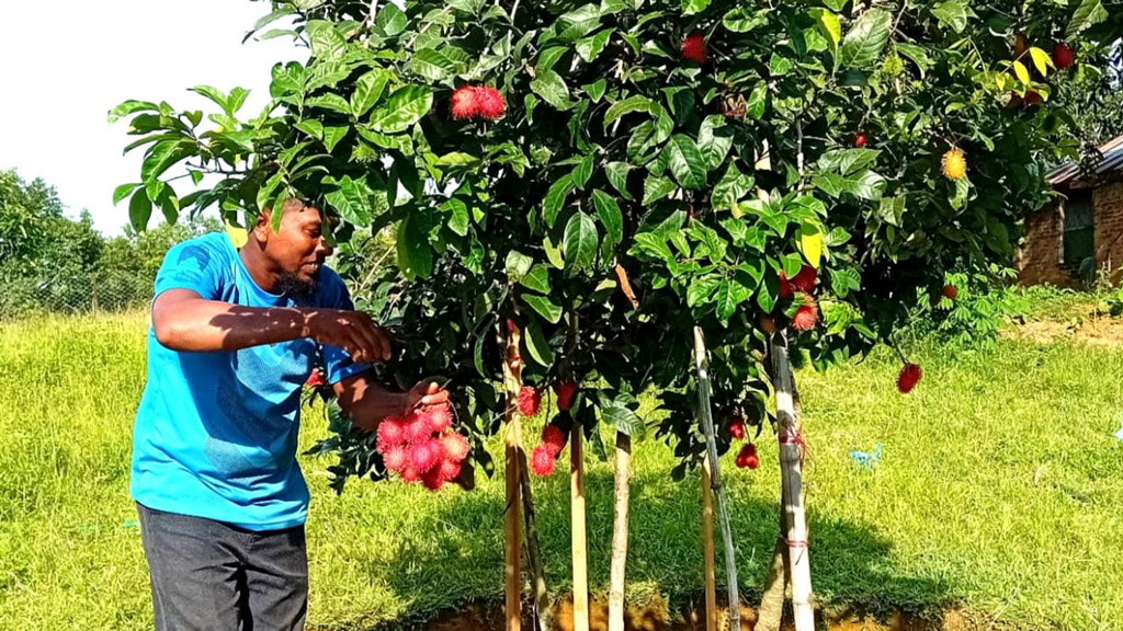 ইউটিউব দেখে রামবুটান চাষ, ফল ধরেছে গাছে