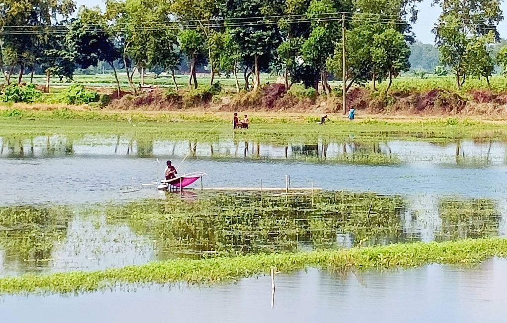 নিচু জলাশয়ে অল্প পানি। চারপাশে সুন্দর সবুজ প্রকৃতি। পানির ওপর বাঁশের উঁচু মাচা তৈরি করে সেখানে বসে বড়শি দিয়ে মাছ ধরছেন এক ব্যক্তি। সাটুরিয়ার কান্দাপাড়া এলাকা, মানিকগঞ্জ, ৪ নভেম্বর ২০২৩। ছবি: আব্দুর রাজ্জাক