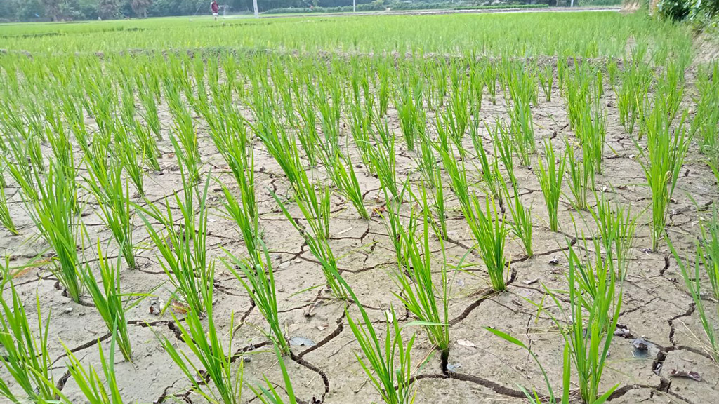 ভরা বর্ষাকালেও খরা, দুশ্চিন্তায় আমনচাষিরা