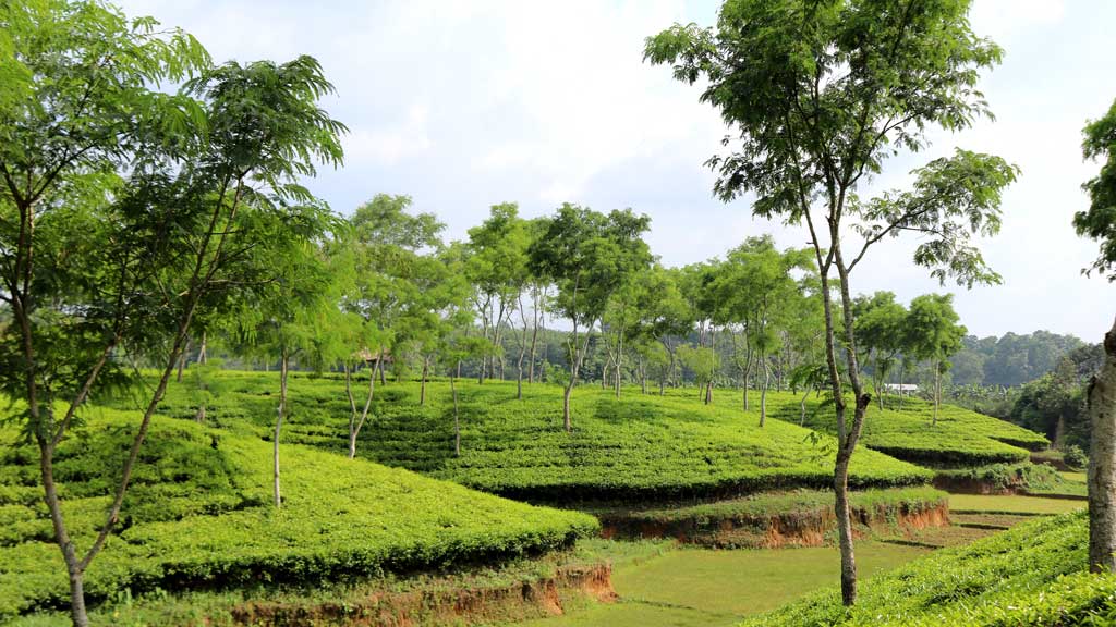 শ্রীমঙ্গলের হজম টিলা যেন এক স্বর্গপুরী