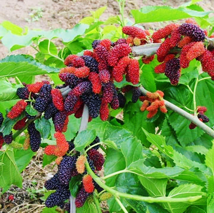 থোকায় থোকায় ঝুলছে মালবেরি। পুরো গাছেই শোভা পাচ্ছে লাল ও কালো লম্বাটে ছোট ছোট অসংখ্য মালবেরি ফল। বিদেশি উচ্চমূল্যের পুষ্টিগুণসম্পন্ন মালবেরি ফল পরীক্ষামূলকভাবে চাষ করছেন মানিকগঞ্জের ঘিওর উপজেলার দোতরা এলাকার এক কৃষক। ছবিটি গতকাল বৃহস্পতিবার তোলা। ১১ আগস্ট ২০২৩। ছবি: আব্দুর রাজ্জাক