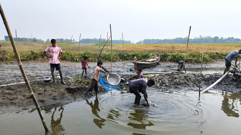 চলছে অগ্রহায়ণ মাস। প্রকৃতিতে শীতের আমেজ। ইতিমধ্যে গ্রামাঞ্চলে পড়তে শুরু করেছে শীত। নদী-নালা, খাল-বিলে কমেছে পানি। বিলে পানি শুকিয়ে যাওয়ায় বড়দের পাশাপাশি মাছ শিকারে মেতেছে শিশু-কিশোরেরা। দাঁথিয়া বিল, ডিবিগ্রাম ইউনিয়ন, পাবনার চাটমোহর উপজেলা। ছবি: শুভাশীষ ভট্টাচার্য্য
