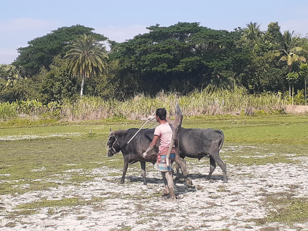 গ্রামবাংলায় গরু দিয়ে লাঙল চাষ কমে গেছে। তারপরও এখনো অল্প কিছু কৃষক চাষে গরু ব্যবহার করেন। এক কৃষককে গরু ও লাঙল দিয়ে জমি চাষ করতে দেখা যাচ্ছে। পাটকেলঘাটার জুজখোলা মাঠ থেকে তোলা, সাতক্ষীরা, ৩০ নভেম্বর ২০২৪। ছবি: মুজিবুর রহমান