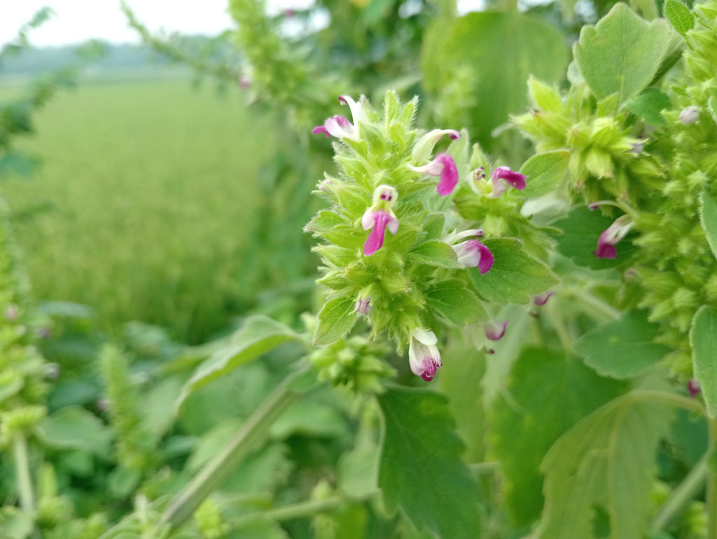 গবুরা, গোলাপিসহ নানা নামে পরিচিত ফুলটি। ইংরেজি নাম ইন্ডিয়ান কেটমিন্ট। গোদাগাড়ী উপজেলার দেওপাড়া ইউনিয়নের পলাশবাড়ী এলাকা থেকে তোলা, রাজশাহী, ৩১ অক্টোবর ২০২৪।  ছবি: মিলন শেখ