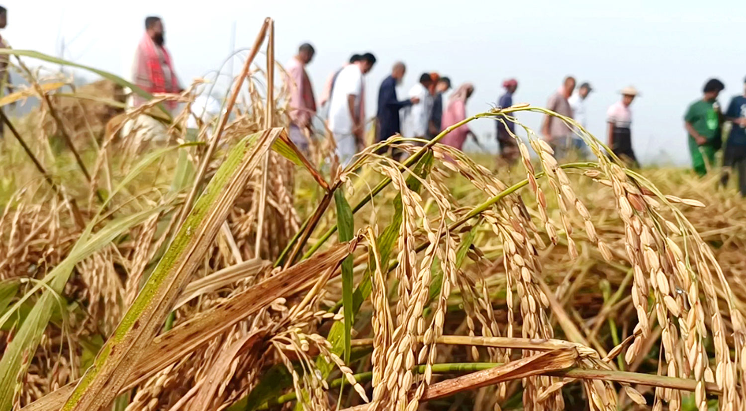 অগ্রহায়ণ মানেই শিশিরস্নাত ভোর। মাঠ ভরা হালকা শীতের হাওয়ার দোলায় ধানের শিষে লেগেছে মৃদু কাঁপন। ঘিওর উপজেলাসহ মানিকগঞ্জে আমন ধানের পাশাপাশি এবার রোপা বোরো ধানের ফলন ভালো হয়েছে। শুরু হয়েছে পুরোদমে ধান কাটা-মাড়াই। ঘিওর উপজেলার কাউটিয়া এলাকার ফসলের মাঠ থেকে তোলা, মানিকগঞ্জ, ২৬ নভেম্বর ২০২৪। ছবি: আব্দুর রাজ্জাক