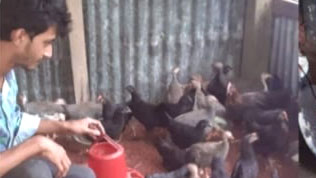 ব্ল্যাক অস্টল ও তিতির মুরগি পালন