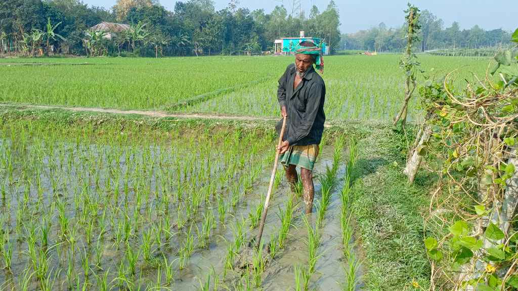 বোরো মৌসুম চলছে। এক কৃষক তাঁর ধানের খেতে আগাছা পরিষ্কারের ঠেলা কোদাল দিয়ে নিড়ানি দিচ্ছেন। রায়পুরার পূর্ব হরিপুর গ্রাম, নরসিংদী, ১৯ ফেব্রুয়ারি ২০২৪। ছবি: হারুনূর রশিদ