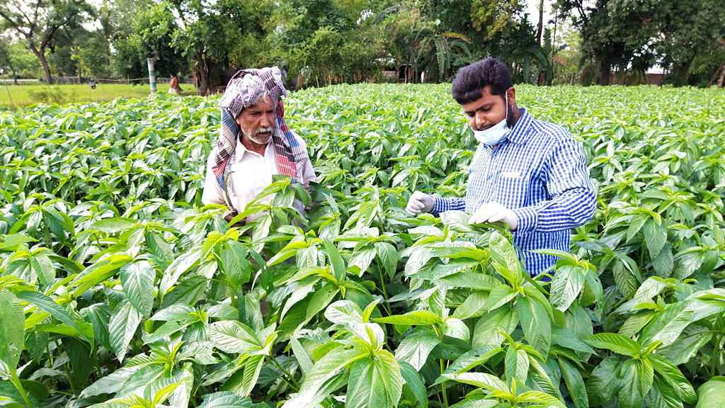 বিষমুক্ত সবজি চাষে পথপ্রদর্শক হামিমুল