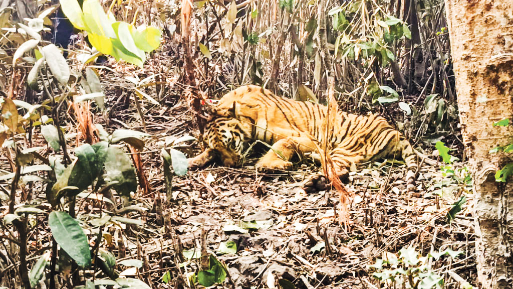 হরিণ ধরার ফাঁদে আটকে গেল বাঘ