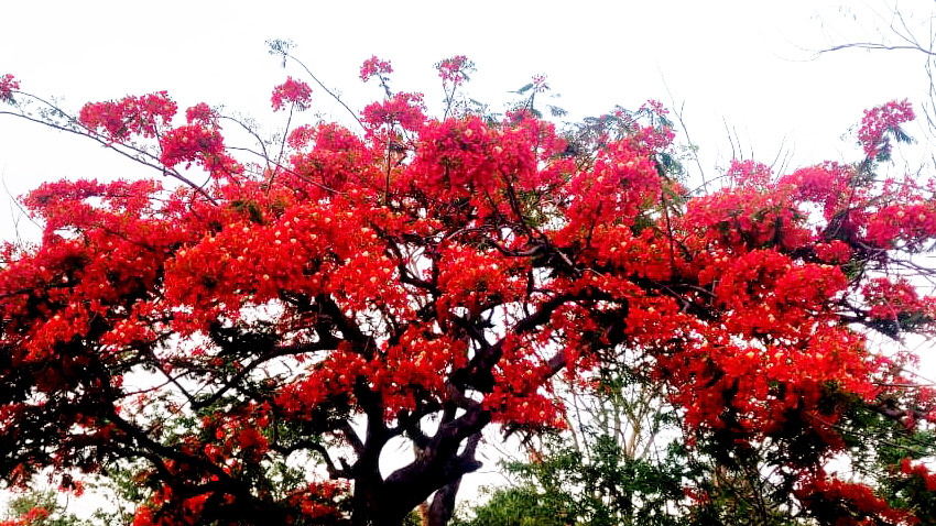 সড়ক সেজেছে কৃষ্ণচূড়ায়