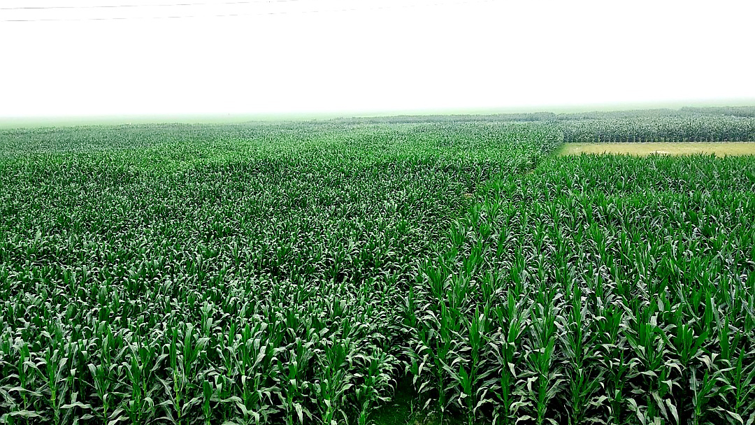 কিশোরগঞ্জের হাওরে দিন দিন বাড়ছে ভুট্টার আবাদ
