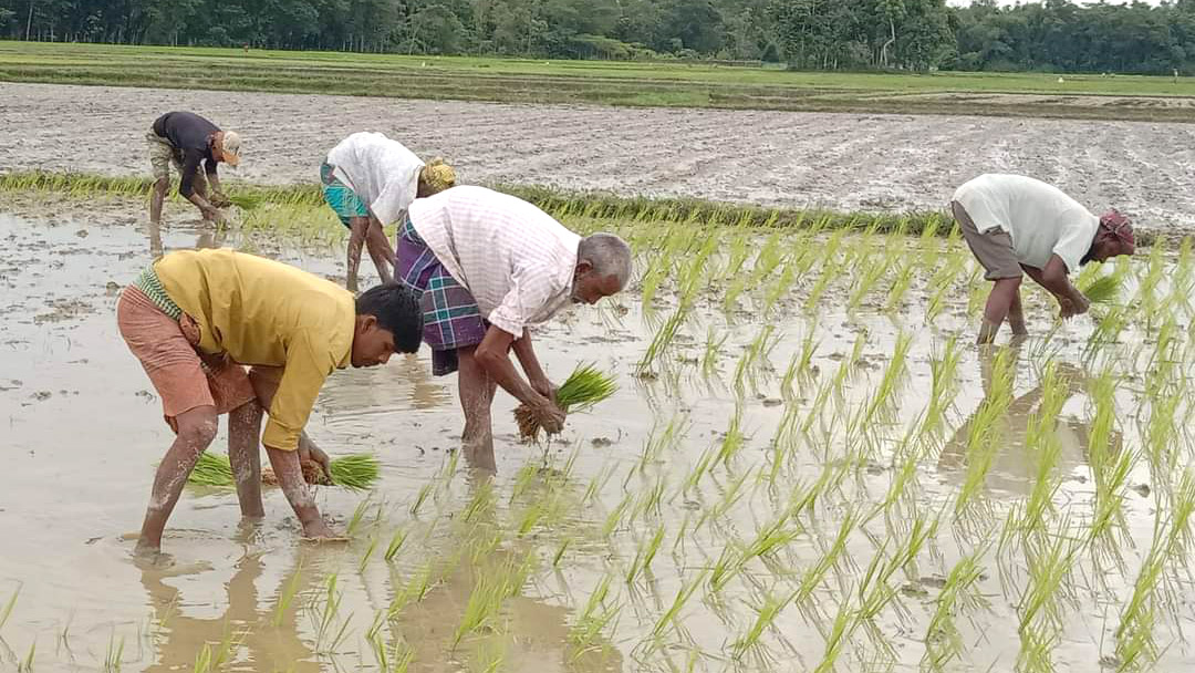 আউশের ক্ষতি আমনে পোষাতে চান চাষিরা