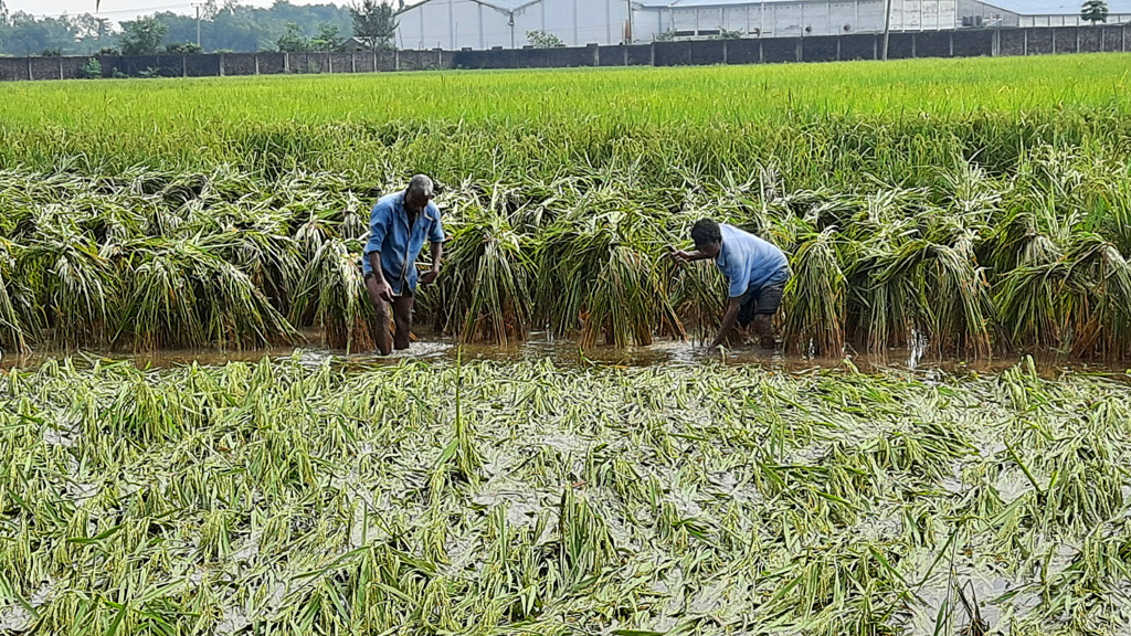 পানিতে ধান নষ্ট হওয়ার শঙ্কা