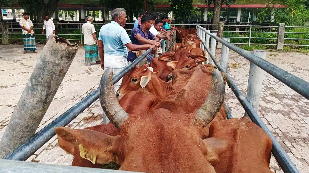 গরু নিলামের ‘অনিয়ম’ খতিয়ে দেখবে প্রাণিসম্পদ অধিদপ্তর