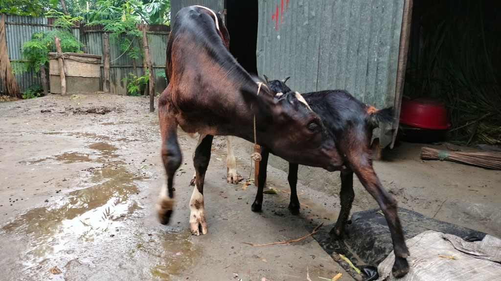 ভূঞাপুরে ছাগলের দুধ খেয়ে বেড়ে উঠছে বাছুর