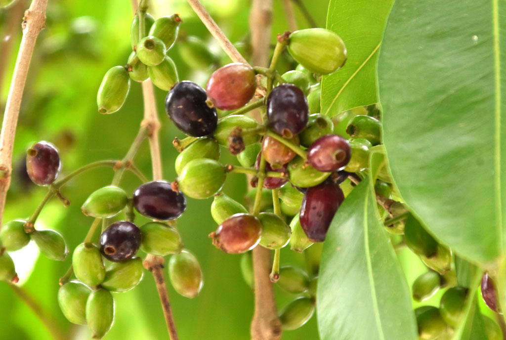 গ্রীষ্মের একটি জনপ্রিয় ফল জাম। গাছে থোকায় থোকায় ঝুলছে গাছে কাঁচা-পাকা জাম। নগরীর সিপাহীপাড়া জেলখানা এলাকা থেকে তোলা, রাজশাহী, ২৭ মে ২০২৪। ছবি: মিলন শেখ