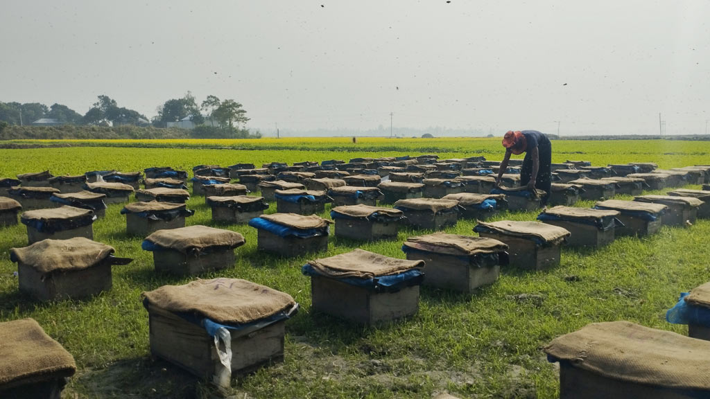 শুরু হয়েছে শীতকালীন সরিষা ফুলের মধু সংগ্রহের মৌসুম। বিলের মাঝে ২৫০টি বক্স পেতে মৌয়ালীরা মধু সংগ্রহের কাজ করছেন। ডেফলচড়া বিল, হান্ডিয়াল ইউনিয়ন, চাটমোহর উপজেলা, পাবনা, ১৩ ডিসেম্বর ২০২৩। ছবি: শুভাশীষ ভট্টাচার্য্য