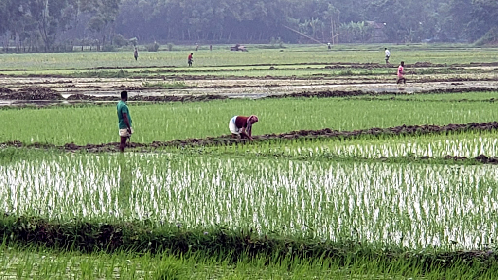 ভারী বৃষ্টিতে কৃষকের স্বস্তি