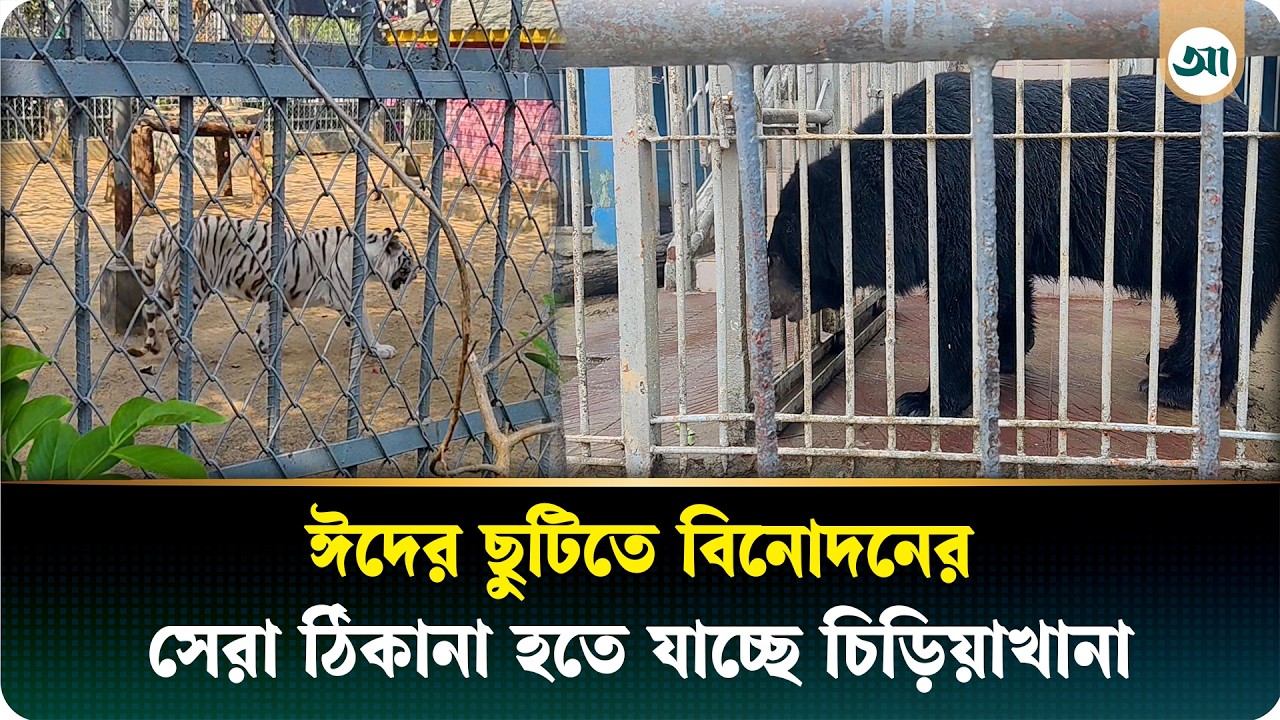 ৭০ টাকায় রয়েল বেঙ্গল টাইগার ও সাদা বাঘ দেখা যাবে চিড়িয়াখানায়