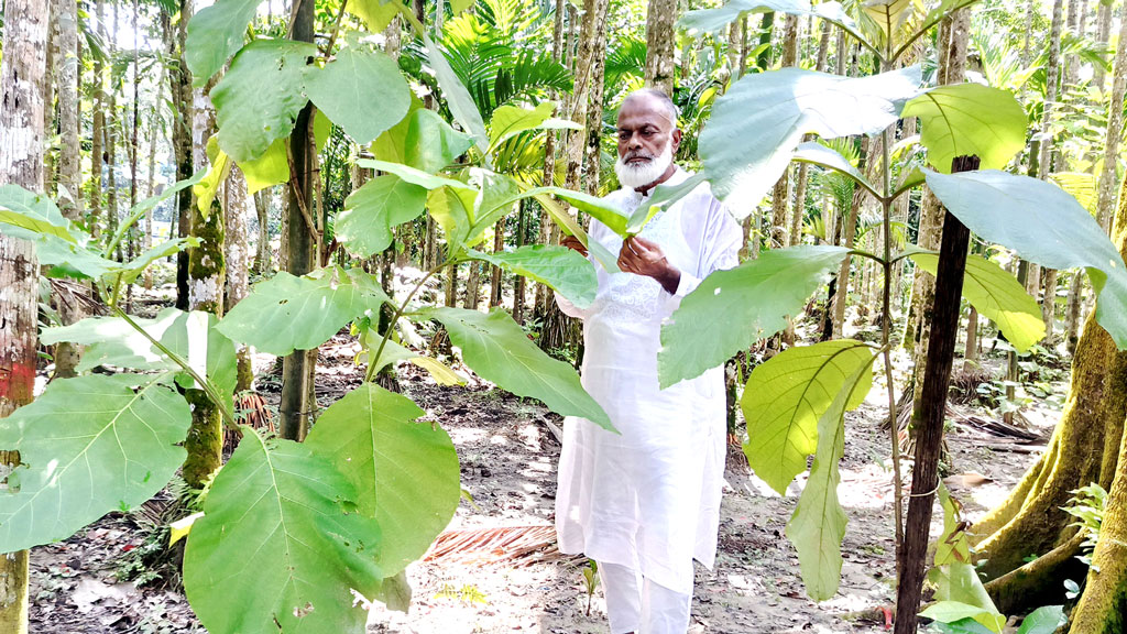 অর্ধশত বছর ধরে গাছের সঙ্গে সখ্যতা বীর মুক্তিযোদ্ধা দেলোয়ার পাটওয়ারীর