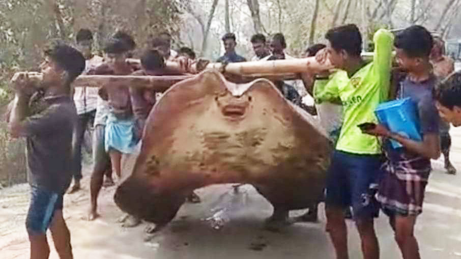 বঙ্গোপসাগরের উপকূলে ধরা পড়েছে ২৬৫ কেজির শাপলাপাতা মাছ